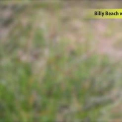 Sunny Billy Bolderkar - Beach Wagon Rood - Blank Hout - Bolderwagen Met Luchtbanden - 94x61x97cm -Stroller shop 550x309 5